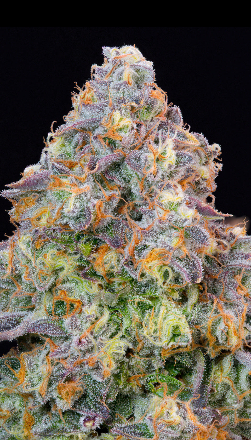 Blue Zlime | Grounded Genetics | 7 Feminized Seeds