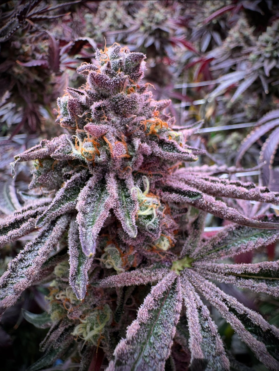 Sour Blucci | Grounded Genetics | 7 Feminized Seeds