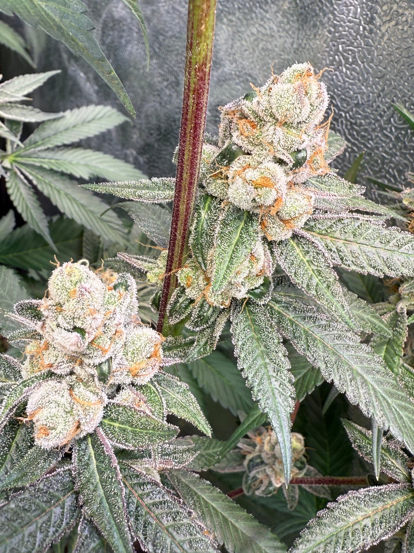 *Limited* Banana Splash