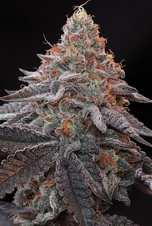 Kashmir Black | Grounded Genetics | 7 Feminized Seeds