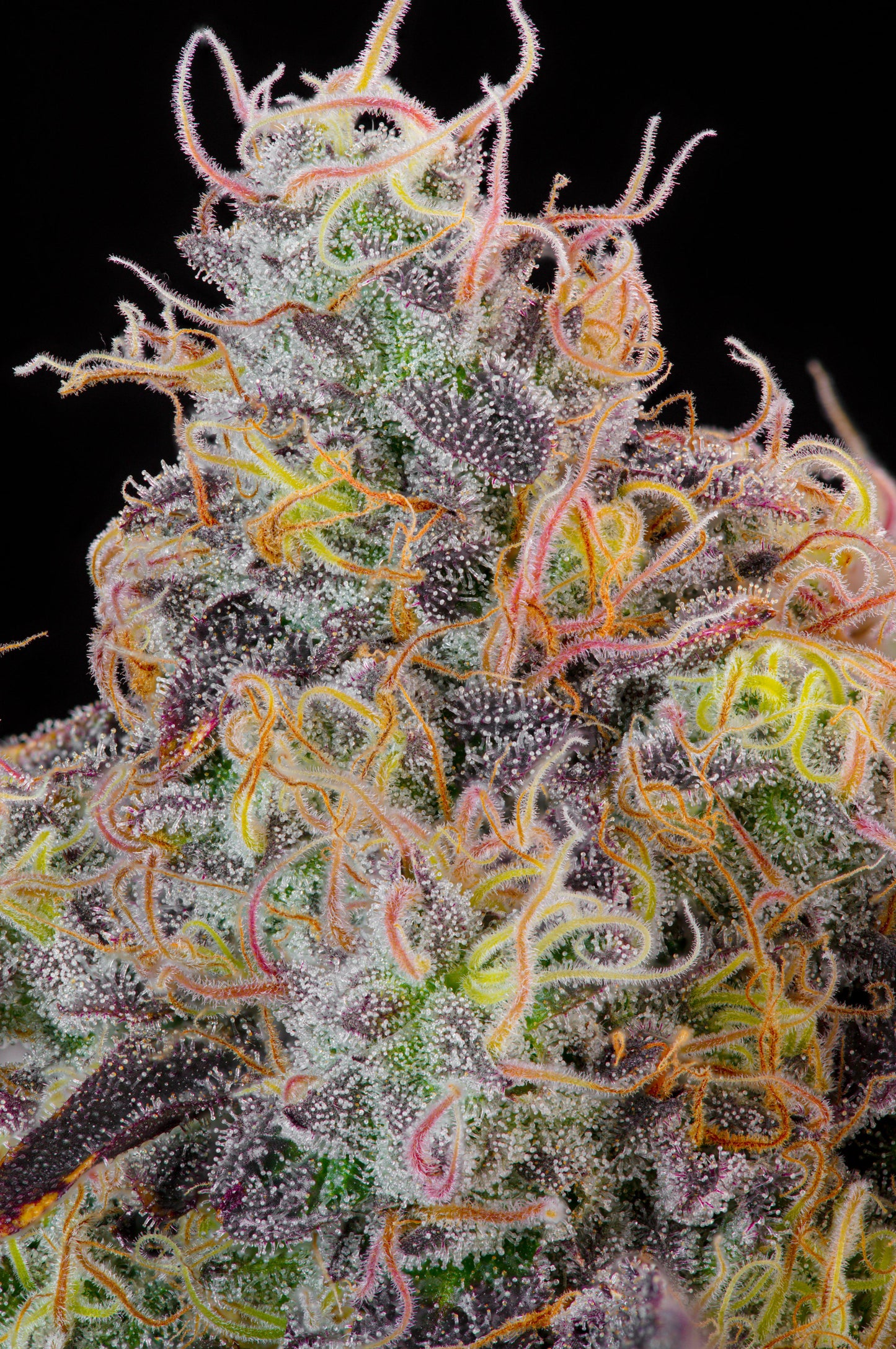 Blueberry Zkunk | Grounded Genetics | 7 Feminized Seeds