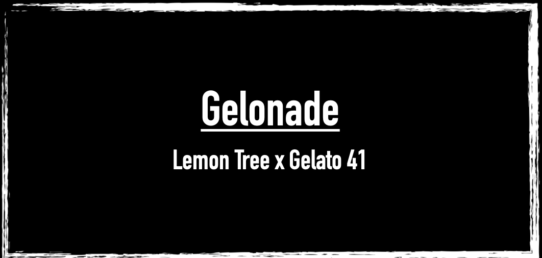 Gelonade