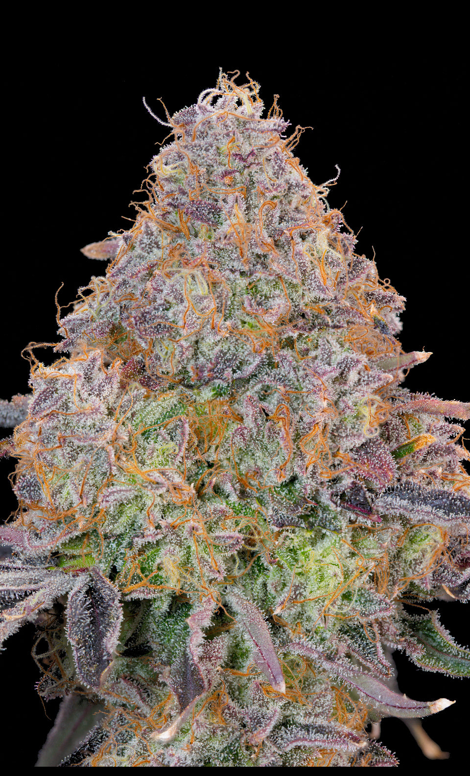 Bluzzi | Grounded Genetics | 7 Feminized Seeds