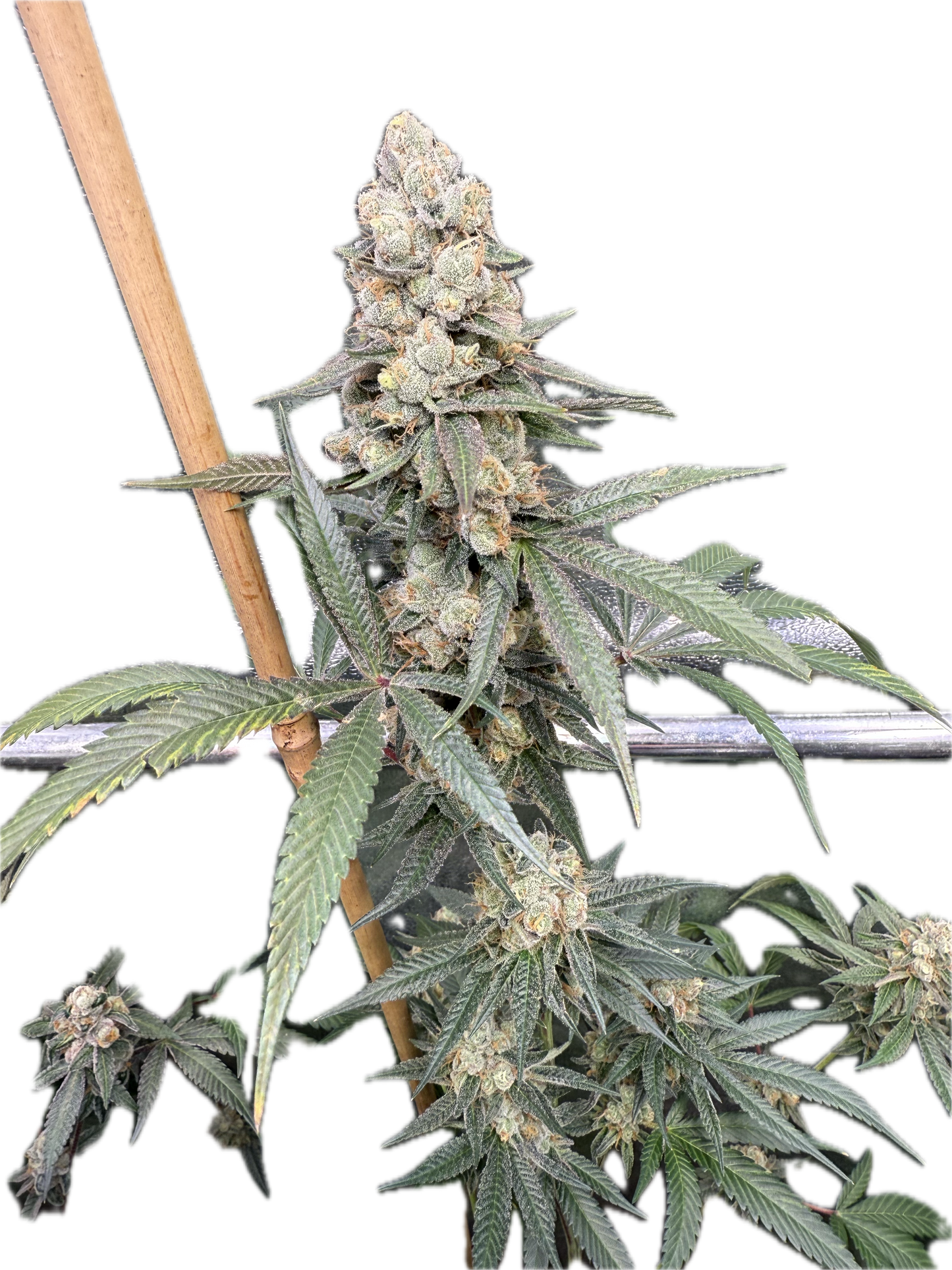 Banana Splash | Roots Farms | 12 Regular Seeds