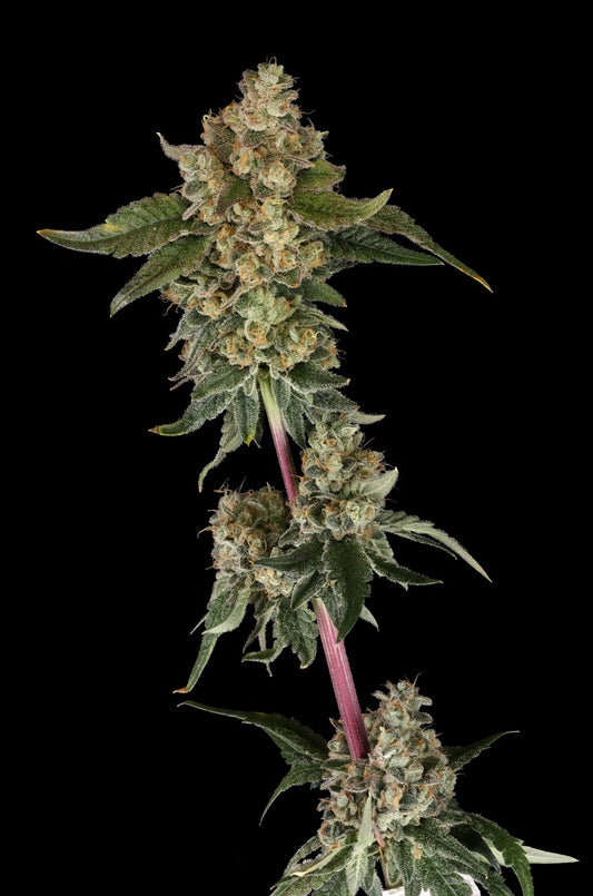 Candy Rocket | The Pheno Lab | 5 Feminized Seeds