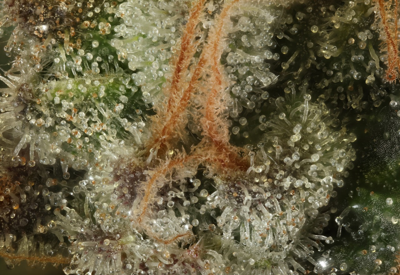 Candy Rocket | The Pheno Lab | 5 Feminized Seeds