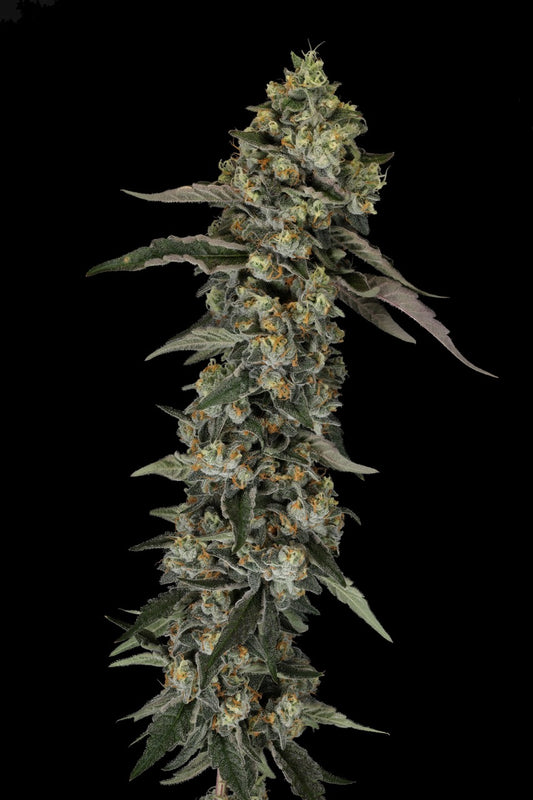 Pecan Pie Gelato | The Pheno Lab | 5 Feminized Seeds
