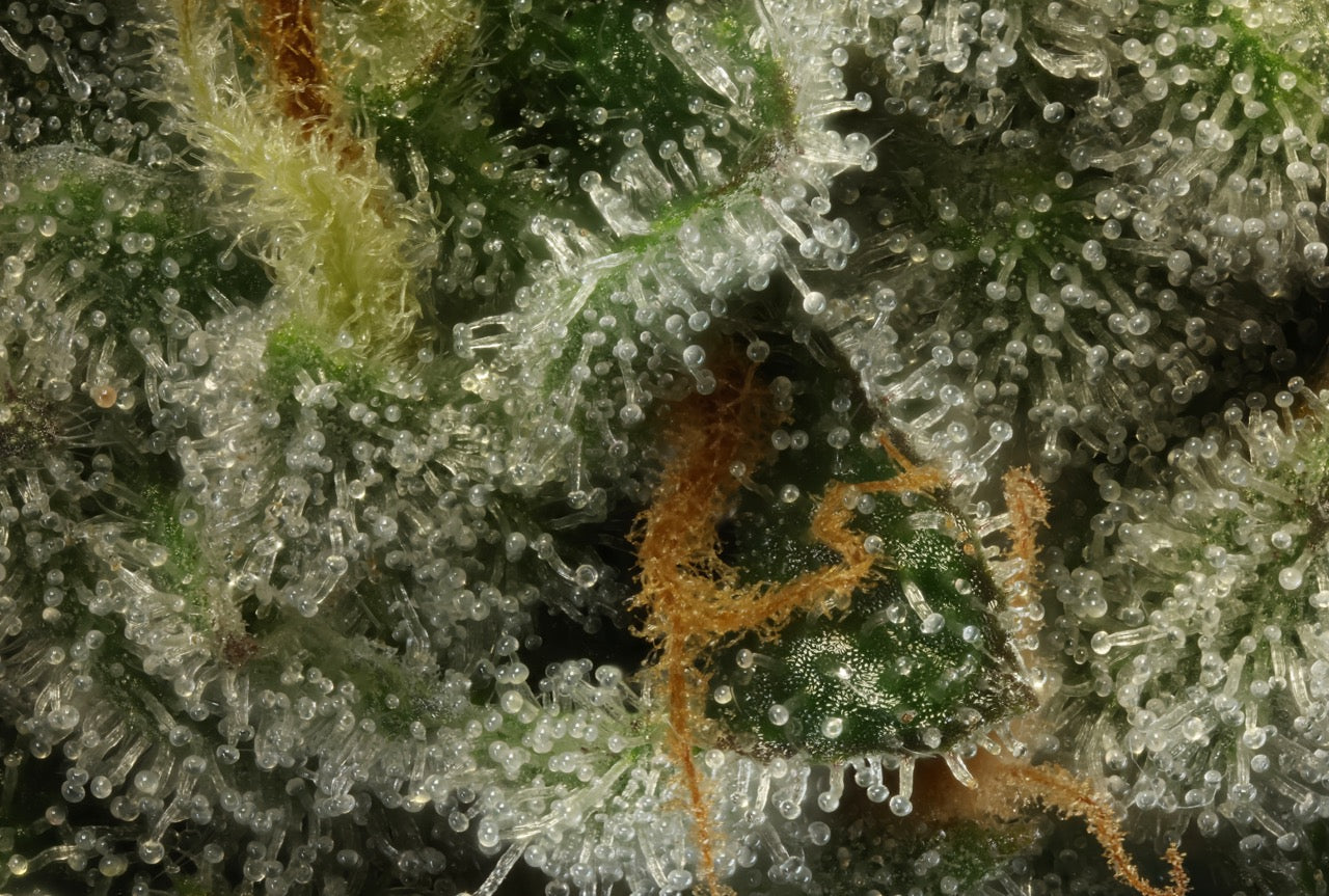 Pecan Pie Gelato | The Pheno Lab | 5 Feminized Seeds