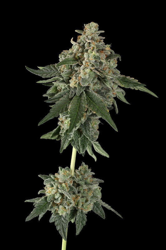 Rainbow Surfer | The Pheno Lab | 5 Feminized Seeds