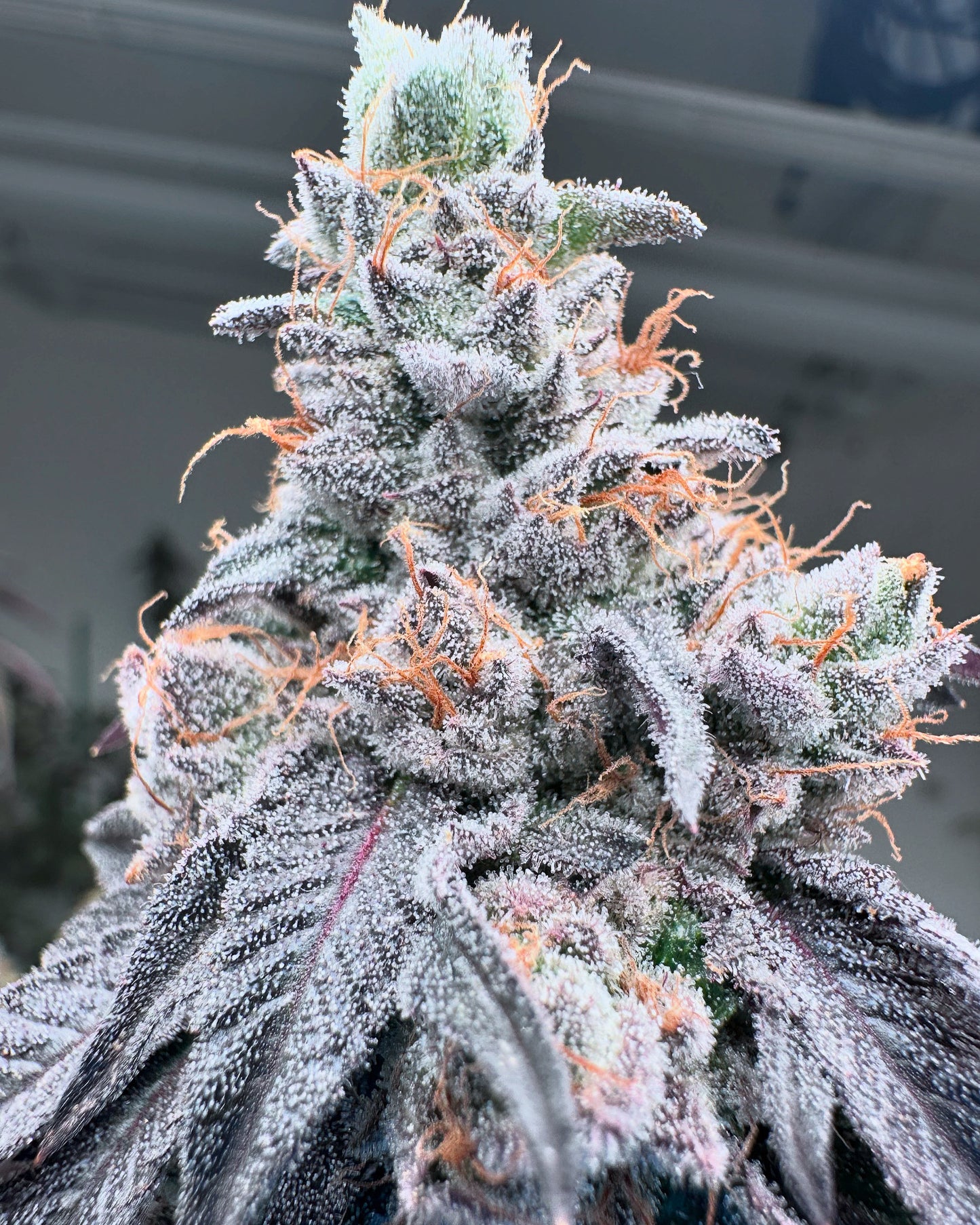 Swoosh | Grounded Genetics | 7 Feminized Seeds