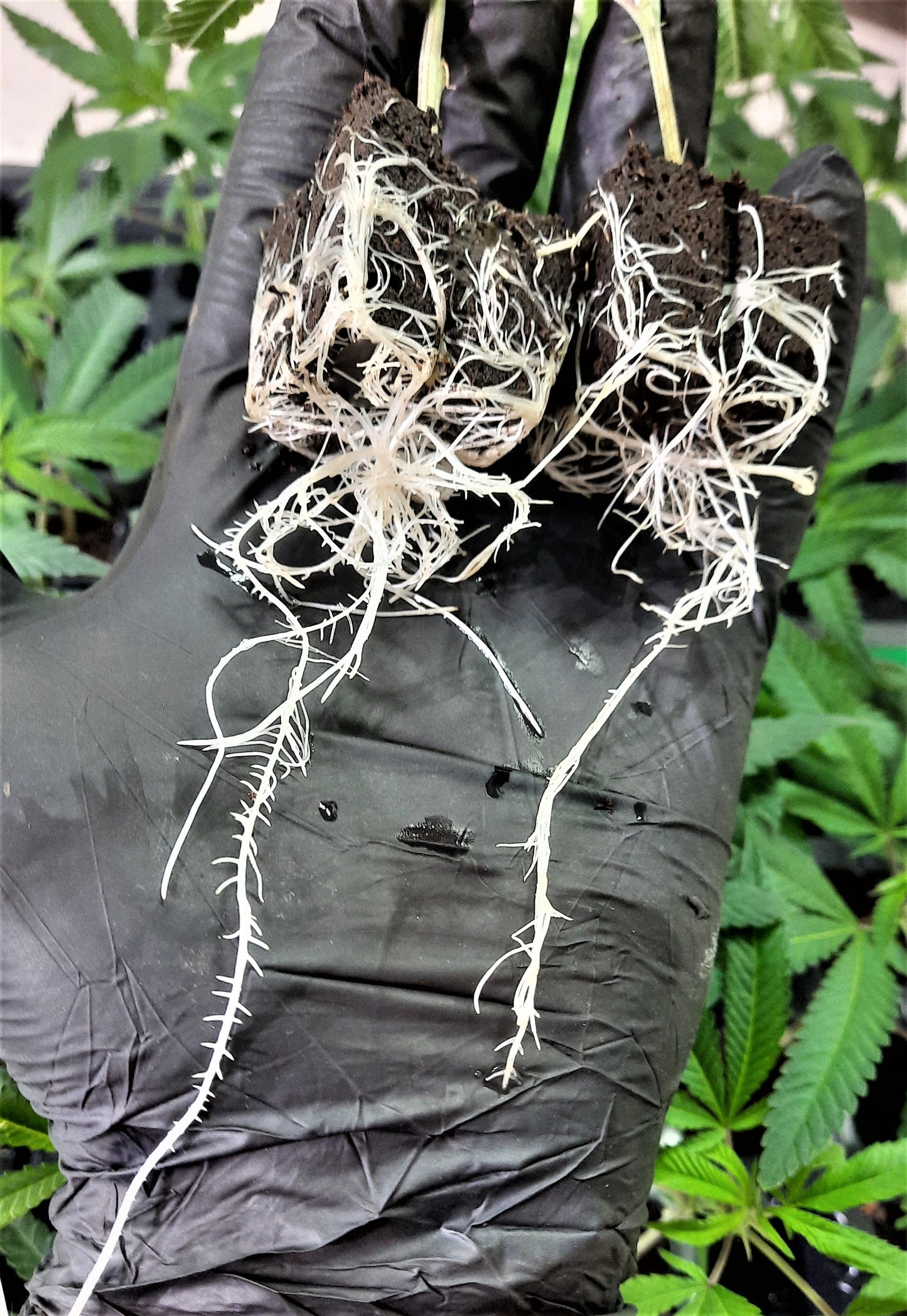 Triangle Kush
