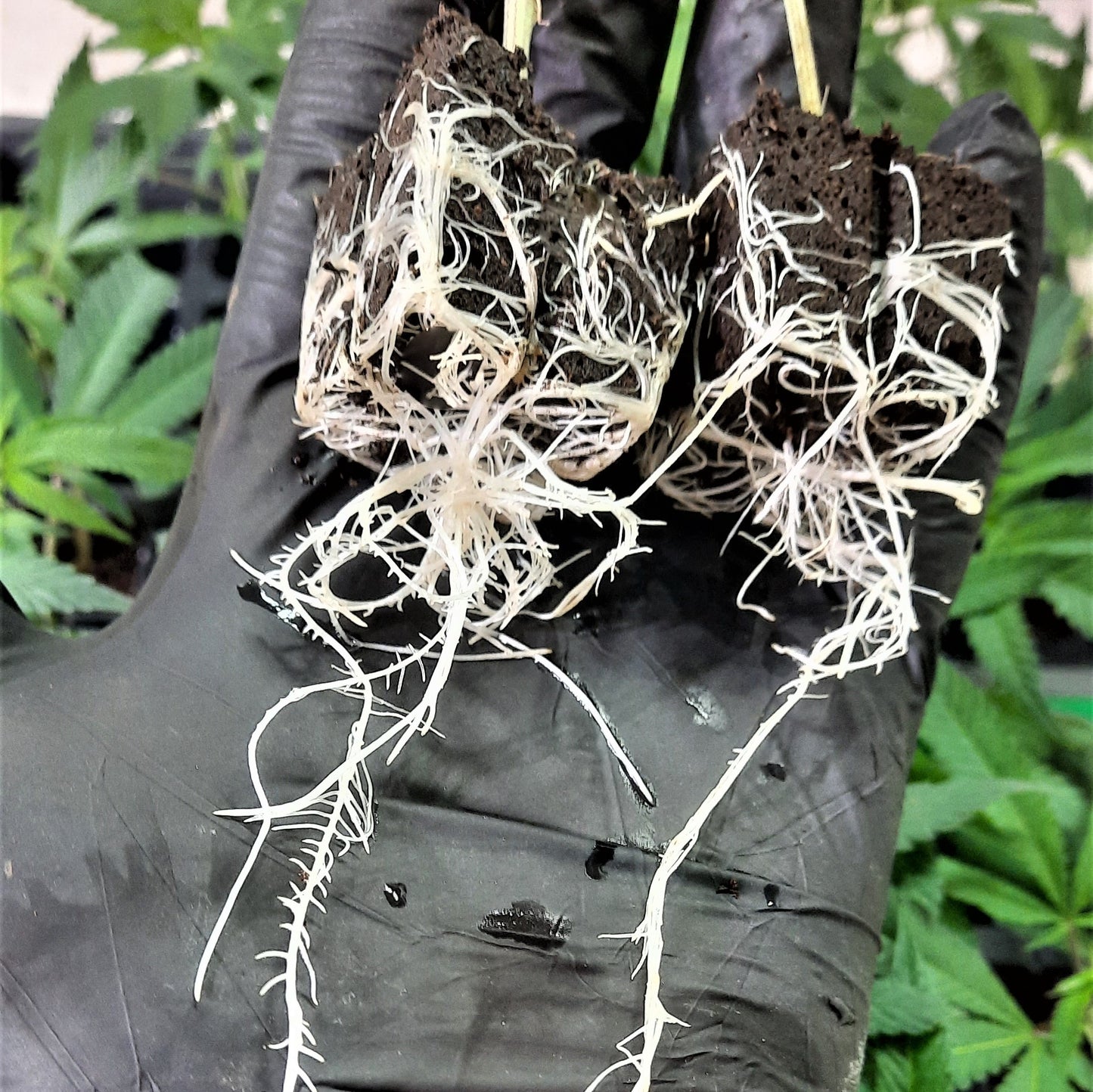 GG4