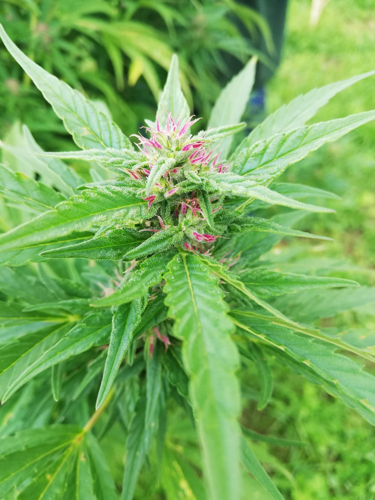 CBD Produkte