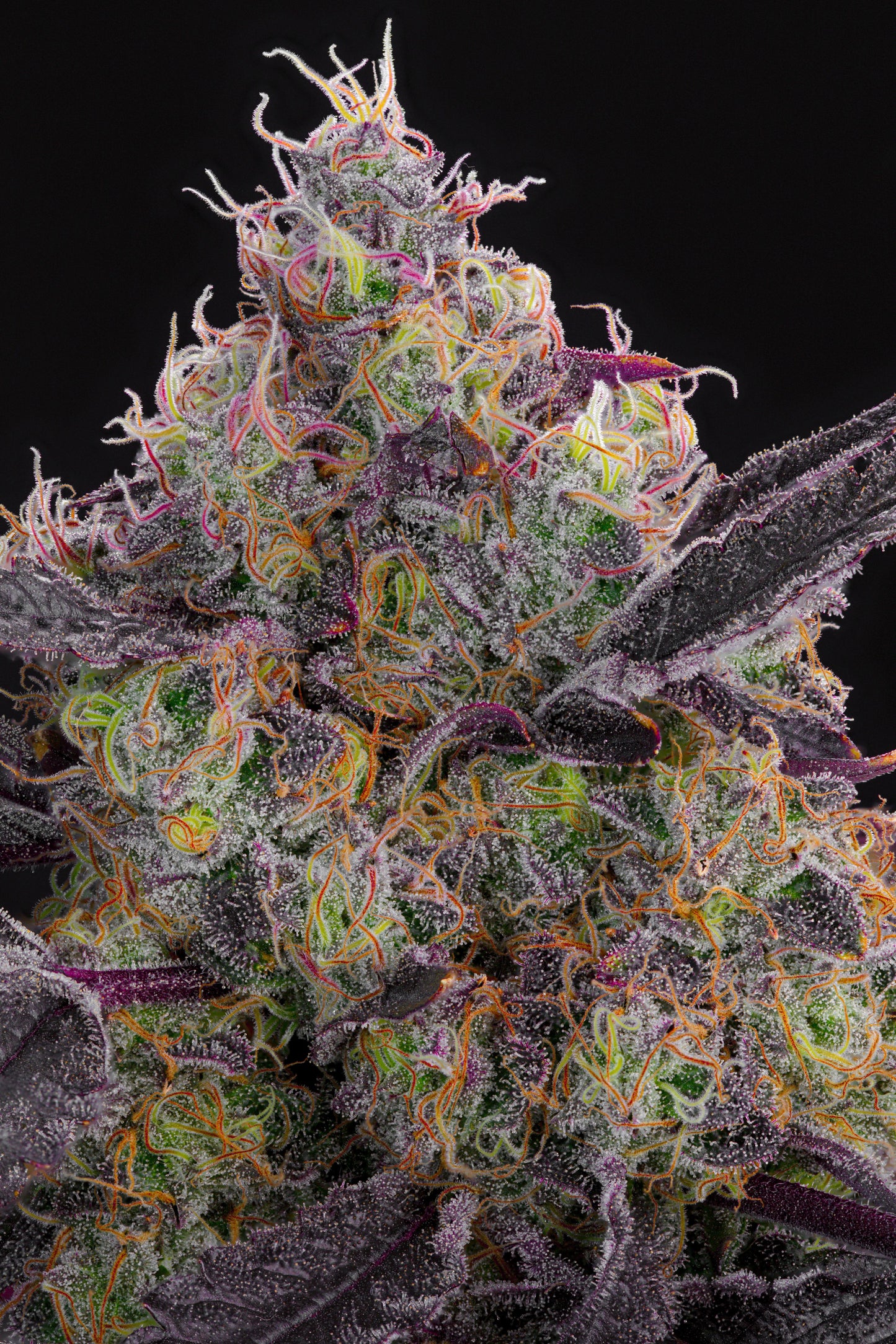 Blueberry Zkunk | Grounded Genetics | 7 Feminized Seeds