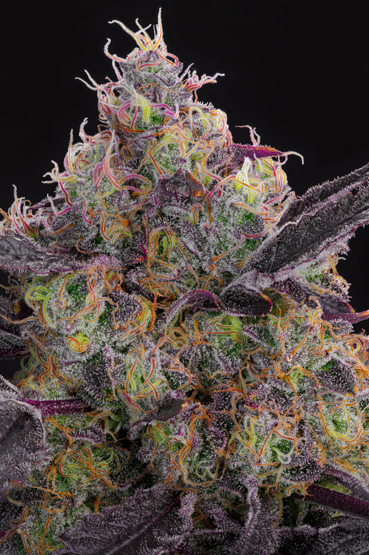 Blueberry Zkunk | Grounded Genetics | 7 Feminized Seeds