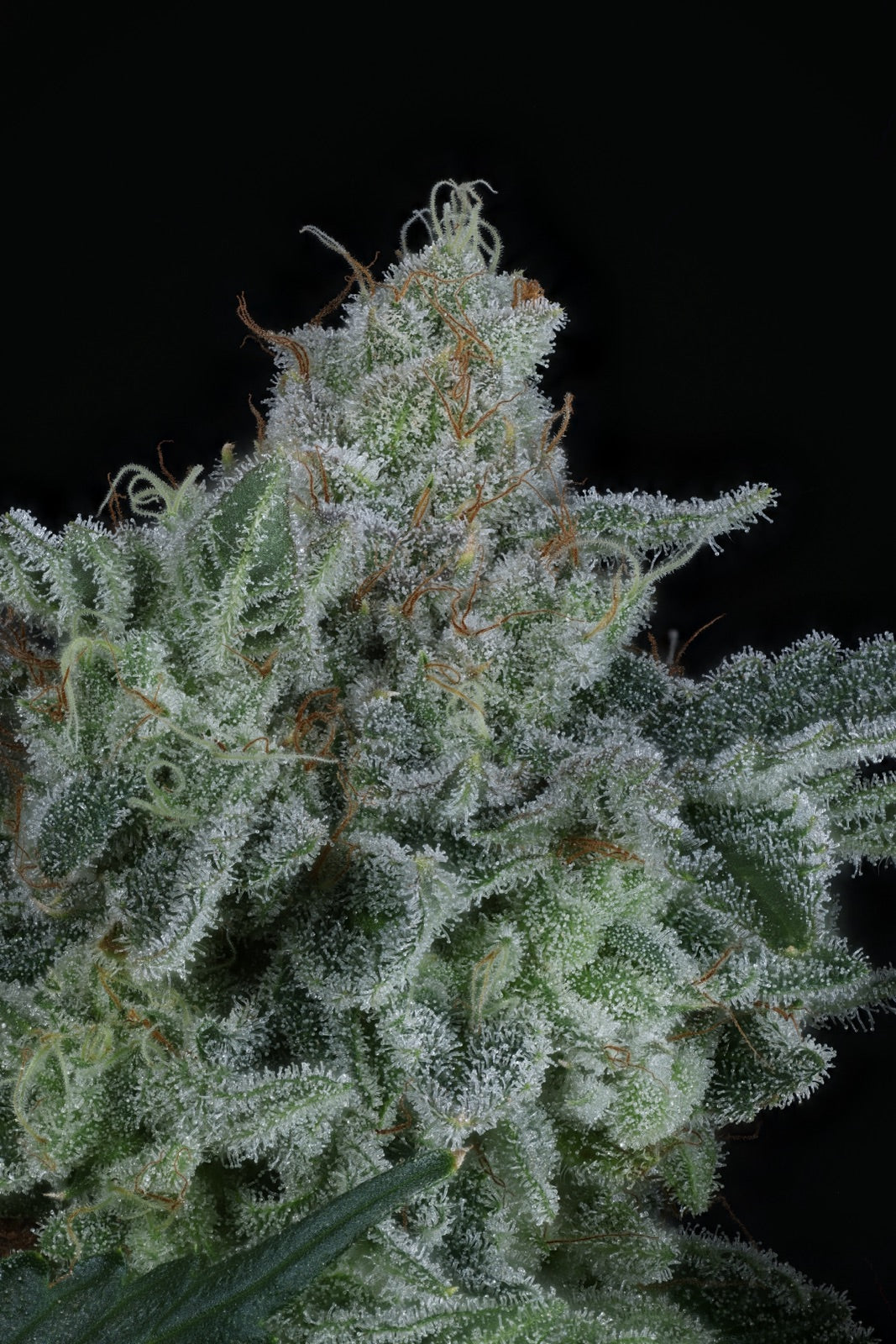 American Pie | The Pheno Lab | 5 Feminized Seeds