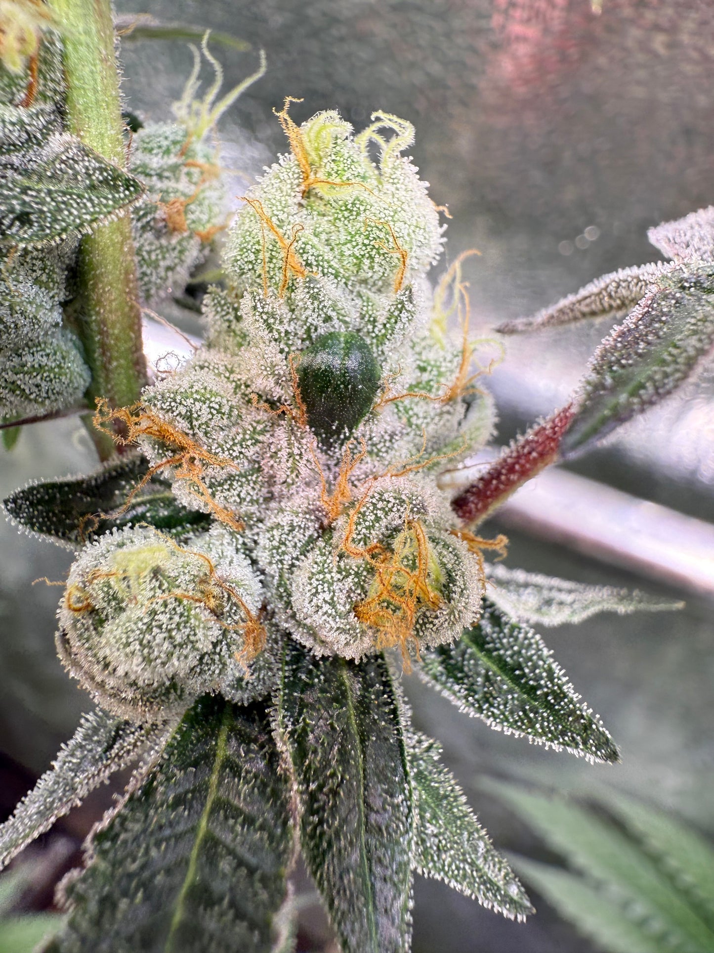 Banana Splash | Roots Farms | 12 Regular Seeds
