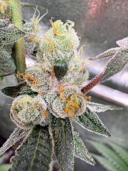 Banana Splash | Roots Farms | 12 Regular Seeds