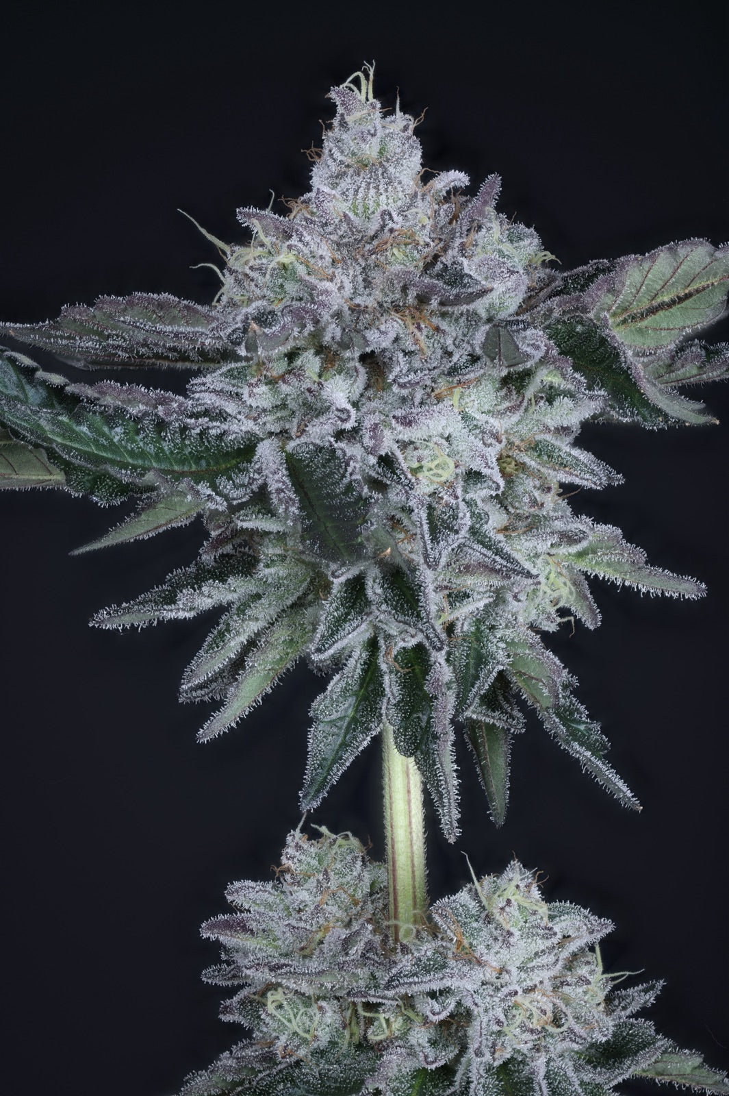 American Pie | The Pheno Lab | 5 Feminized Seeds