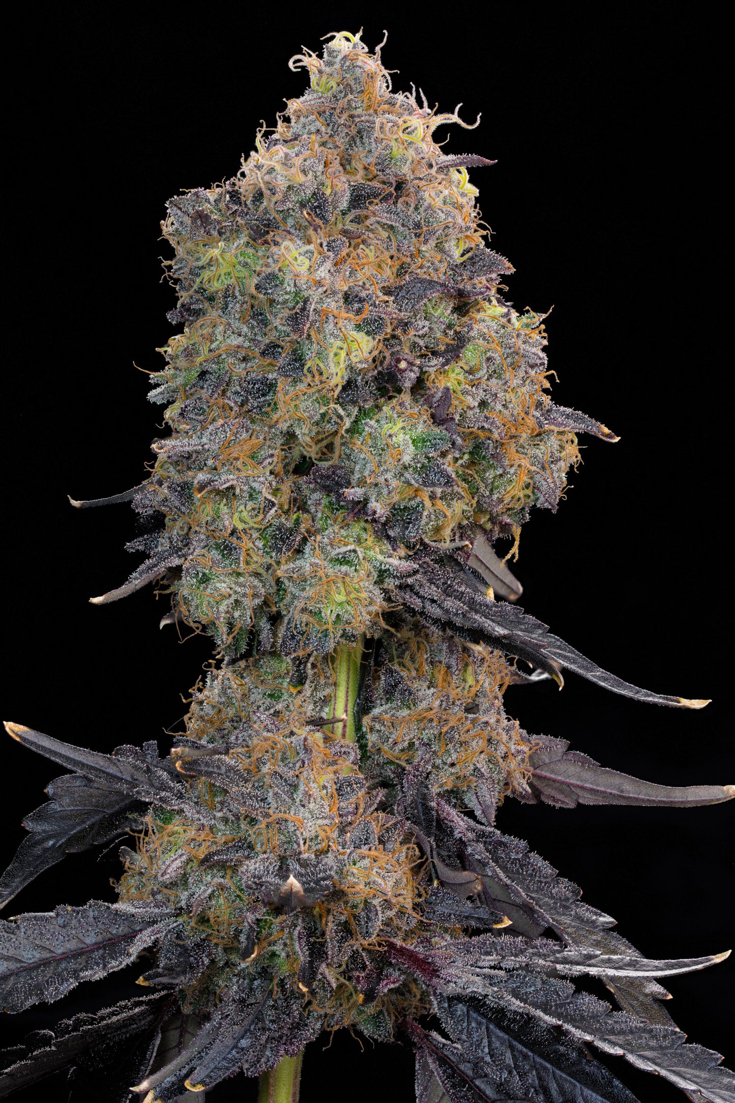 Blueberry Zkunk | Grounded Genetics | 7 Feminized Seeds