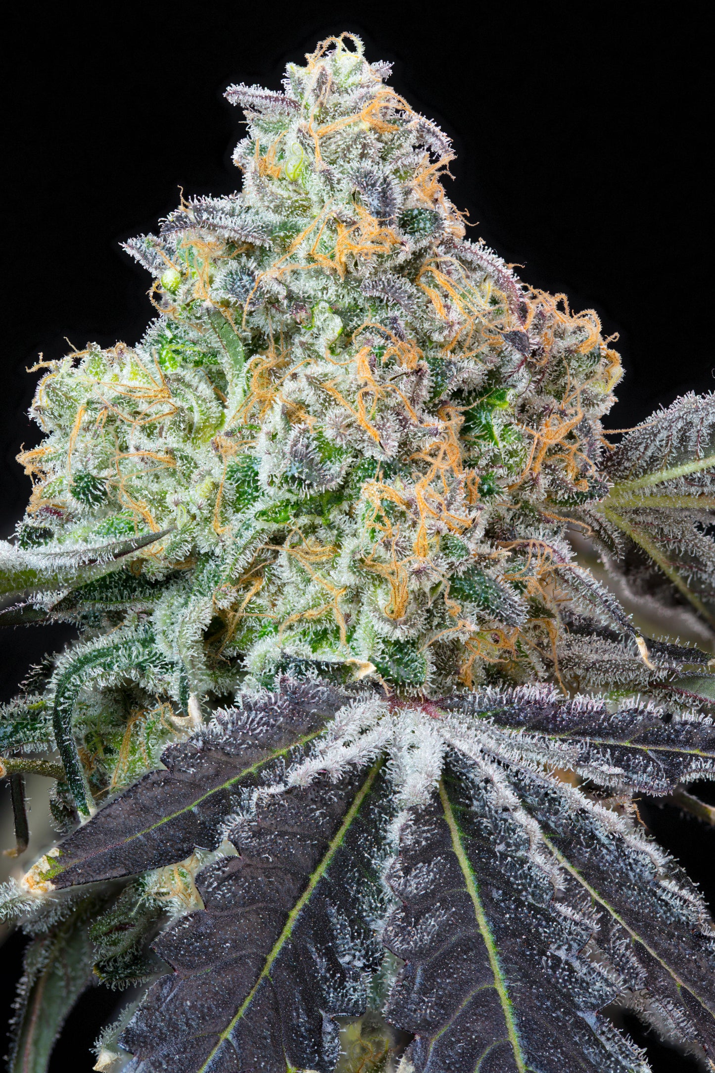 Blueberry Zkunk | Grounded Genetics | 7 Feminized Seeds