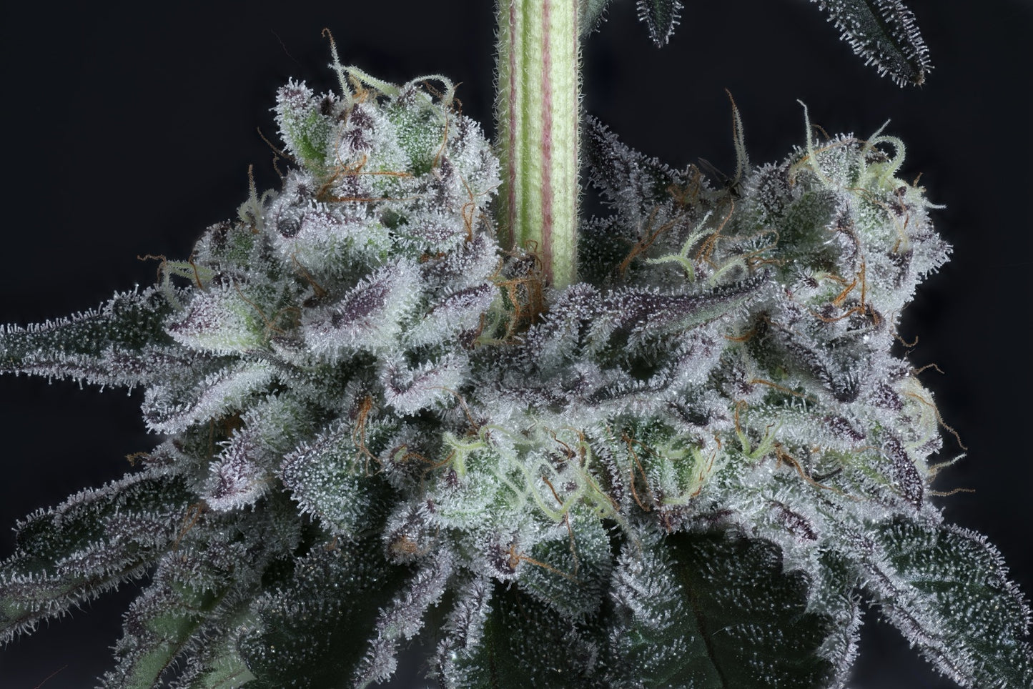 American Pie | The Pheno Lab | 5 Feminized Seeds