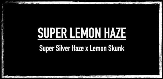 Super Lemon Haze 2010