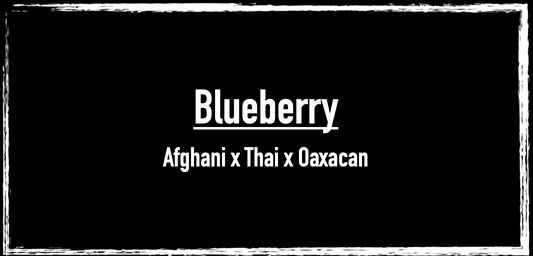 Blueberry