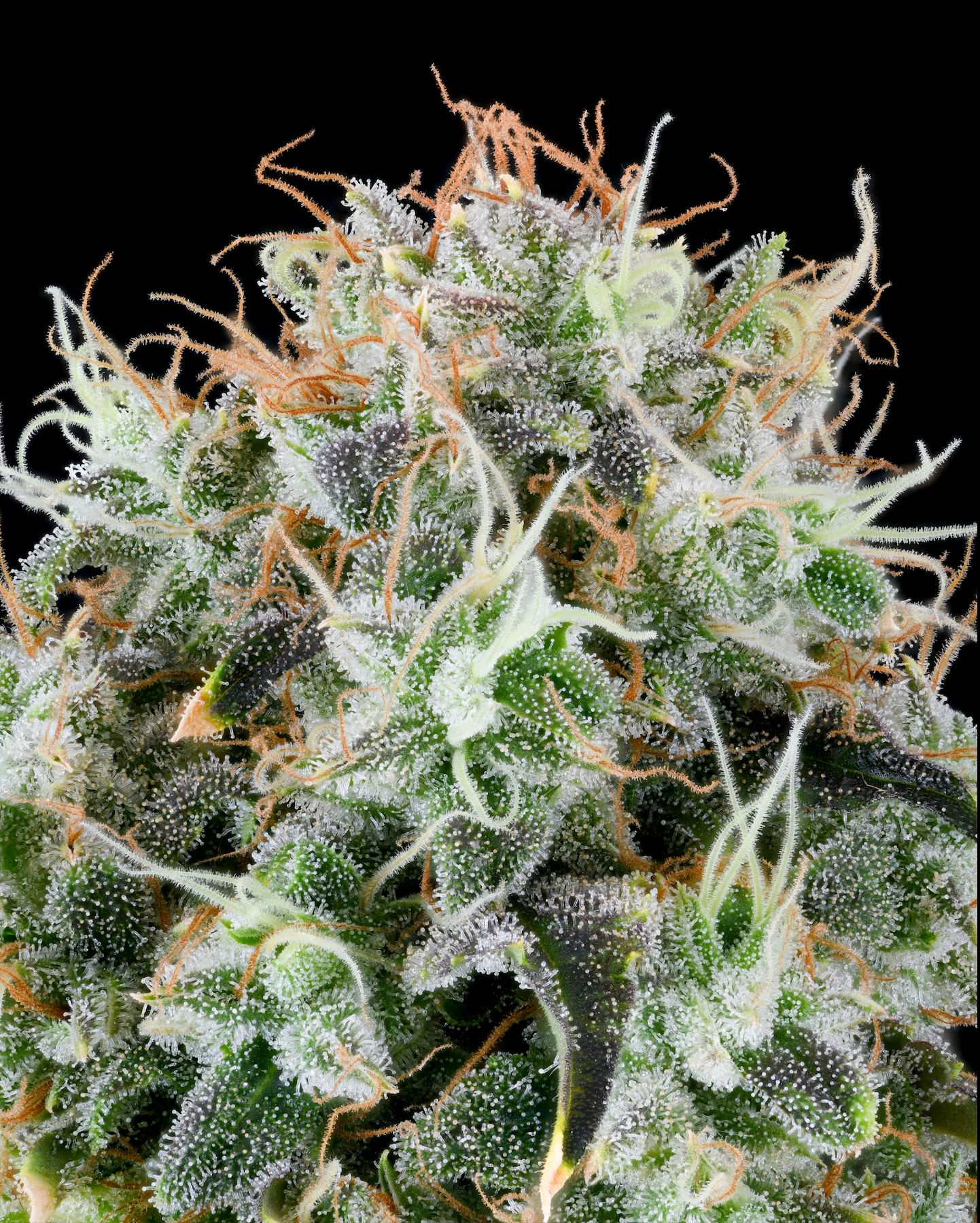 Apple Drops | Grounded Genetics | 7 Feminized Seeds