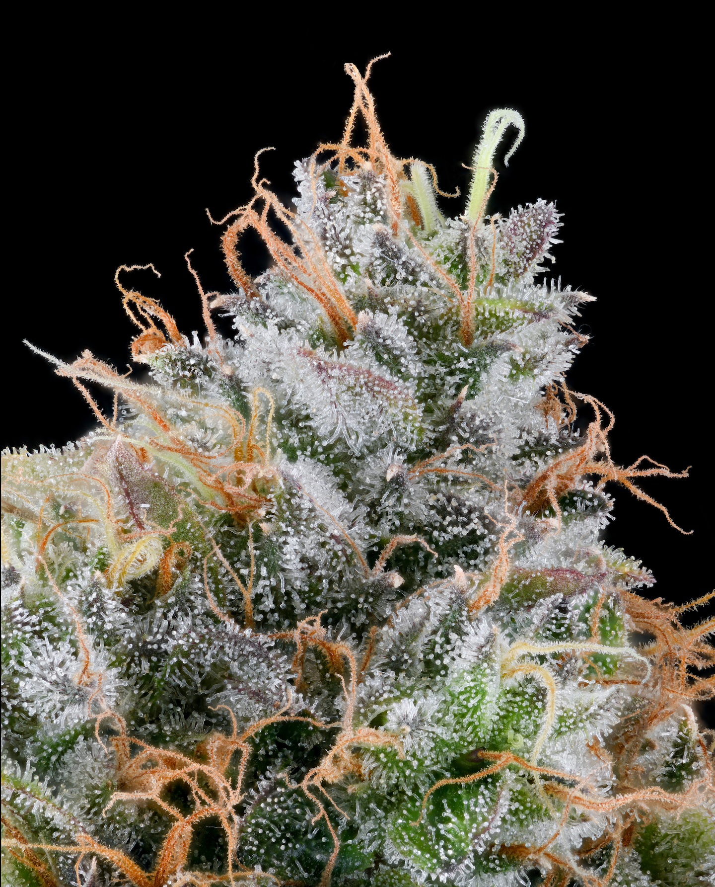 Ultraviolet Sherb | Grounded Genetics | 7 Feminized Seeds