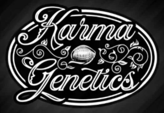 Zowahh V2.0 | Karma Genetics | 12 Regular seeds