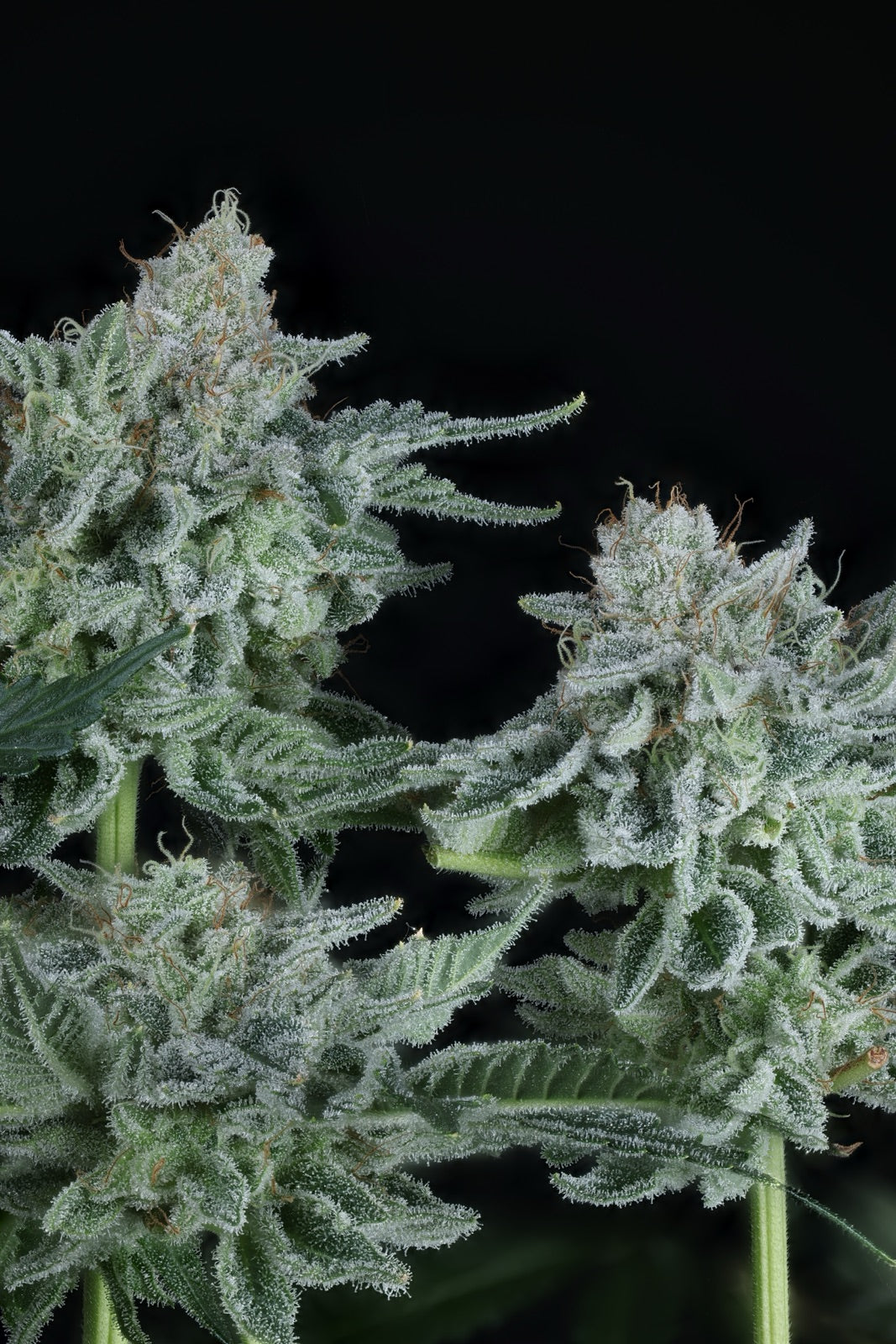 American Pie | The Pheno Lab | 5 Feminized Seeds