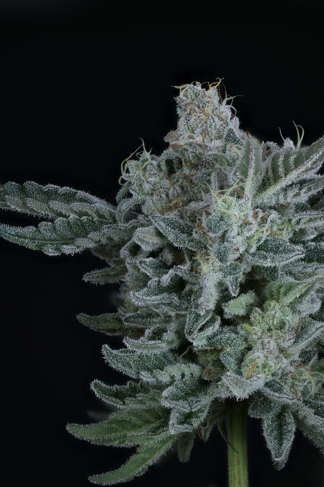 American Pie | The Pheno Lab | 5 Feminized Seeds