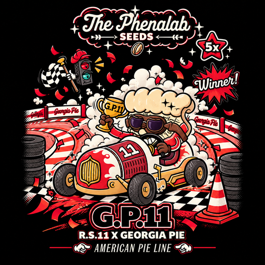 G.P. 11 | The Pheno Lab | 5 Feminized Seeds