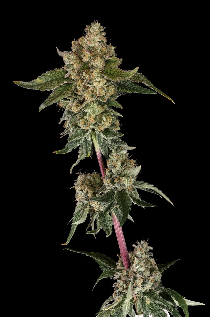 Candy Rocket | The Pheno Lab | 5 Feminized Seeds