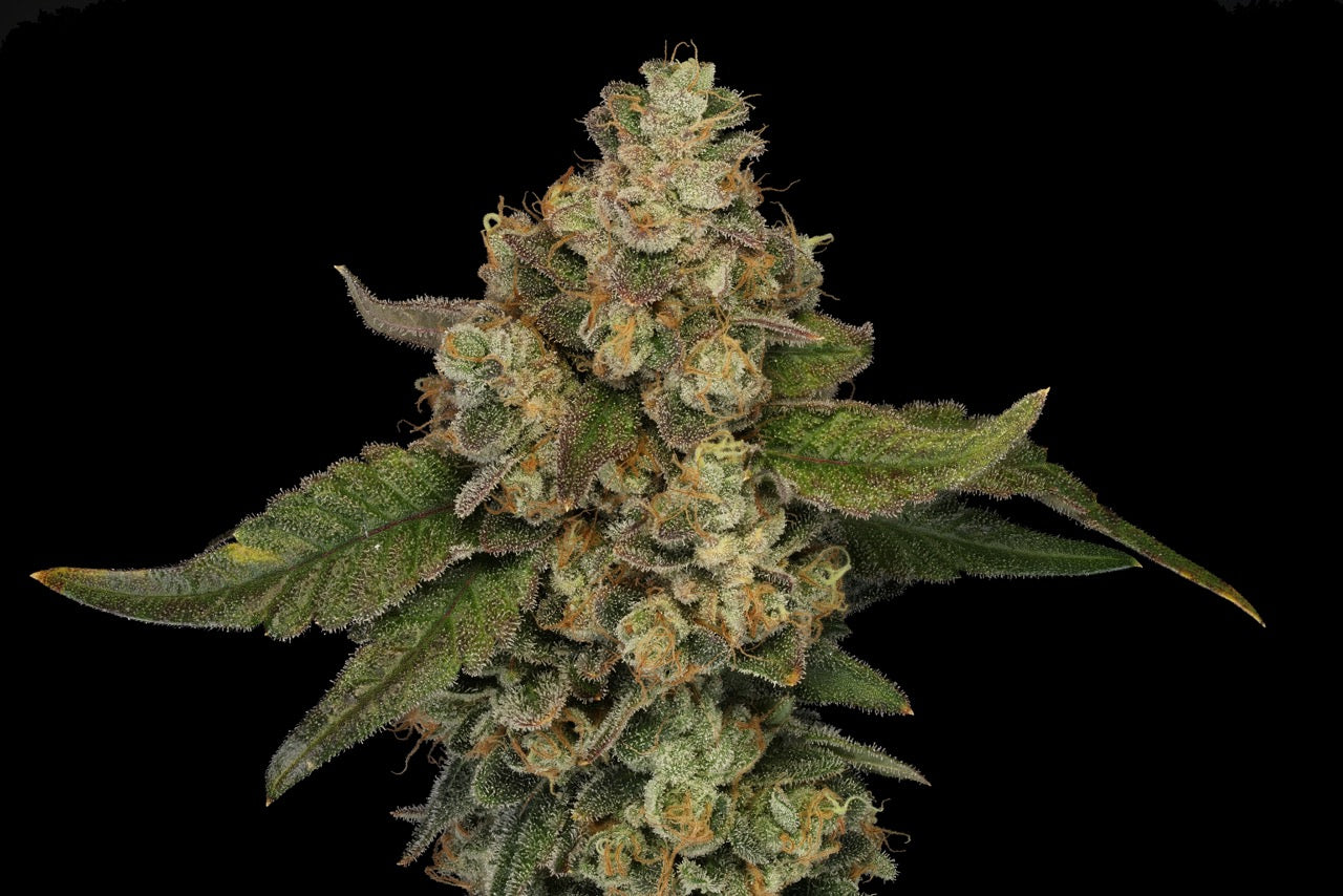 Candy Rocket | The Pheno Lab | 5 Feminized Seeds