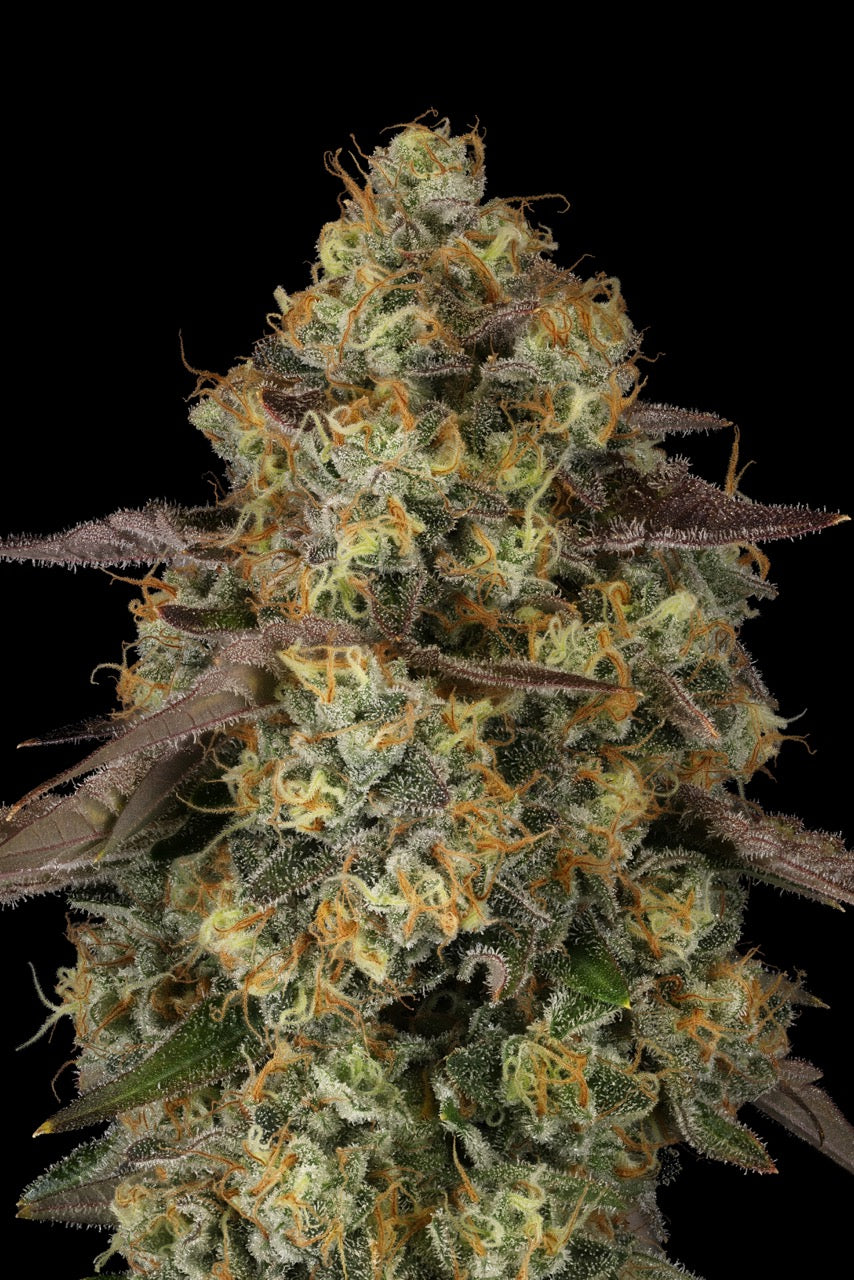 G.P. 11 | The Pheno Lab | 5 Feminized Seeds