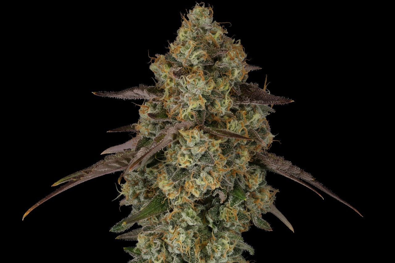 G.P. 11 | The Pheno Lab | 5 Feminized Seeds