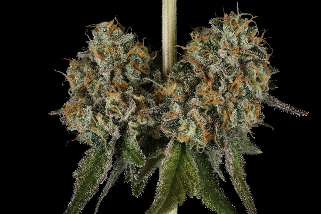 G.P. 11 | The Pheno Lab | 5 Feminized Seeds