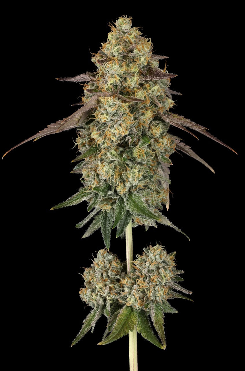 G.P. 11 | The Pheno Lab | 5 Feminized Seeds
