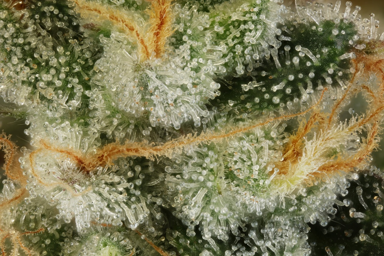 G.P. 11 | The Pheno Lab | 5 Feminized Seeds