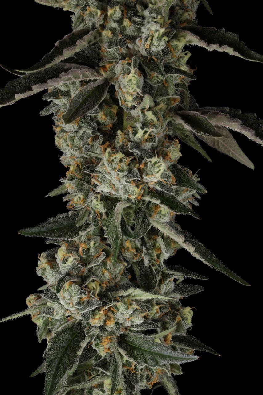 Pecan Pie Gelato | The Pheno Lab | 5 Feminized Seeds