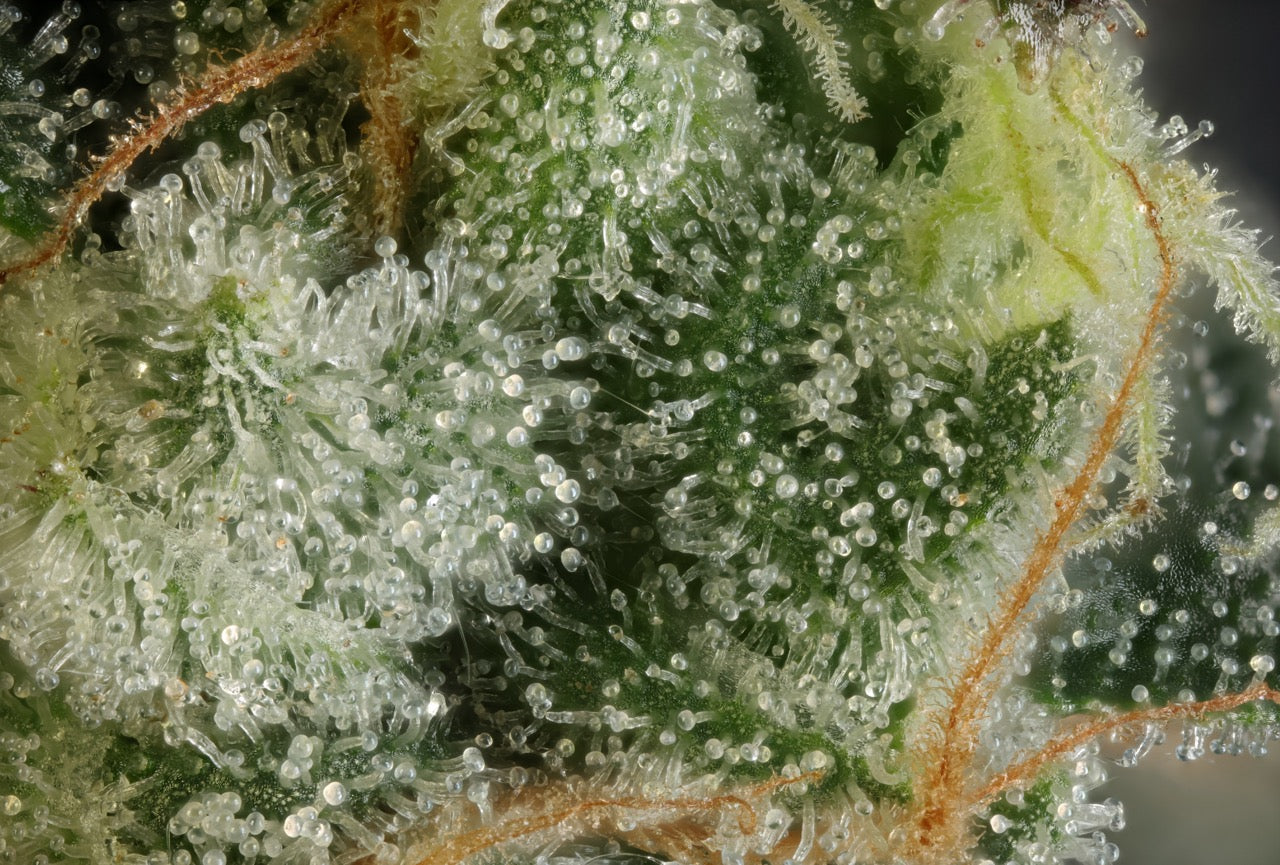 Rainbow Surfer | The Pheno Lab | 5 Feminized Seeds