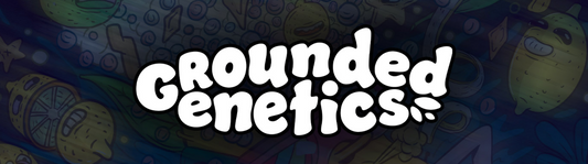 Pink Chai | Grounded Genetics | 7 Feminized Seeds