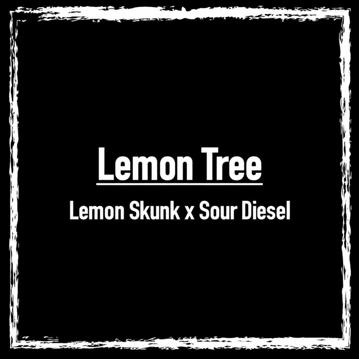 Lemon Tree