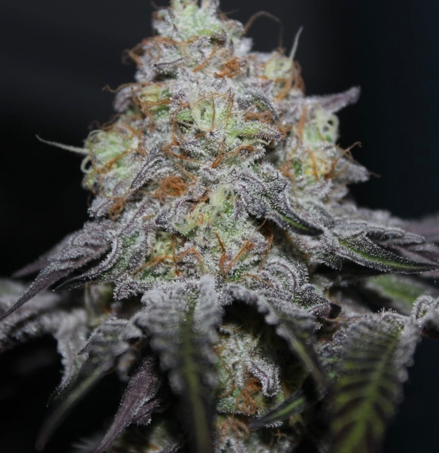 Offshore | Grounded Genetics | 7 Feminized Seeds