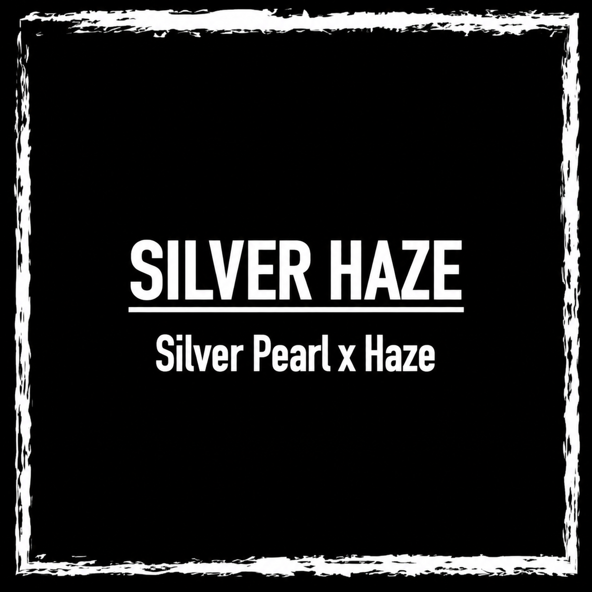 Silver Haze (Bulk)