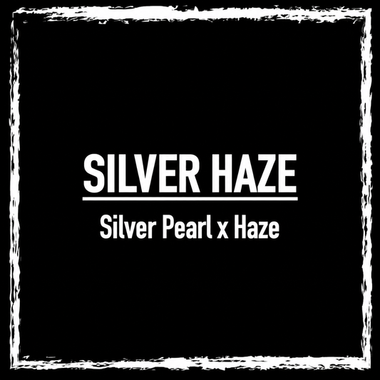 Silver Haze