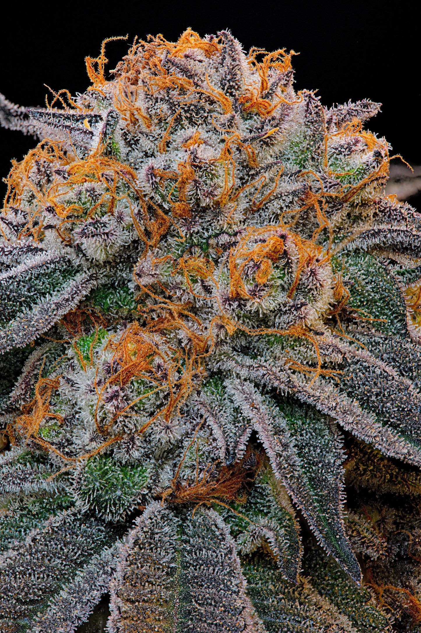 Tropical Limez | Grounded Genetics | 7 Feminized Seeds