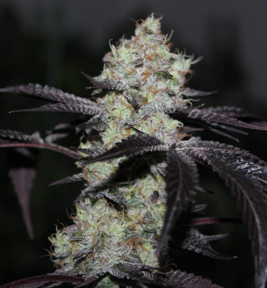 Zwisher | Grounded Genetics | 7 Feminized Seeds